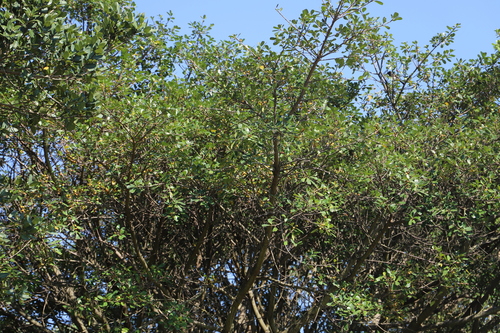 Image of Ficus natalensis by (c) Suvarna Parbhoo Mohan, some rights reserved (CC BY-SA)