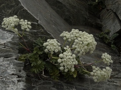 Anisotome pilifera