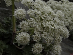 Anisotome pilifera