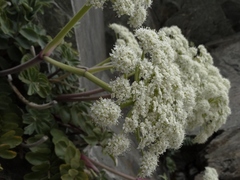 Anisotome pilifera