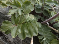 Anisotome pilifera