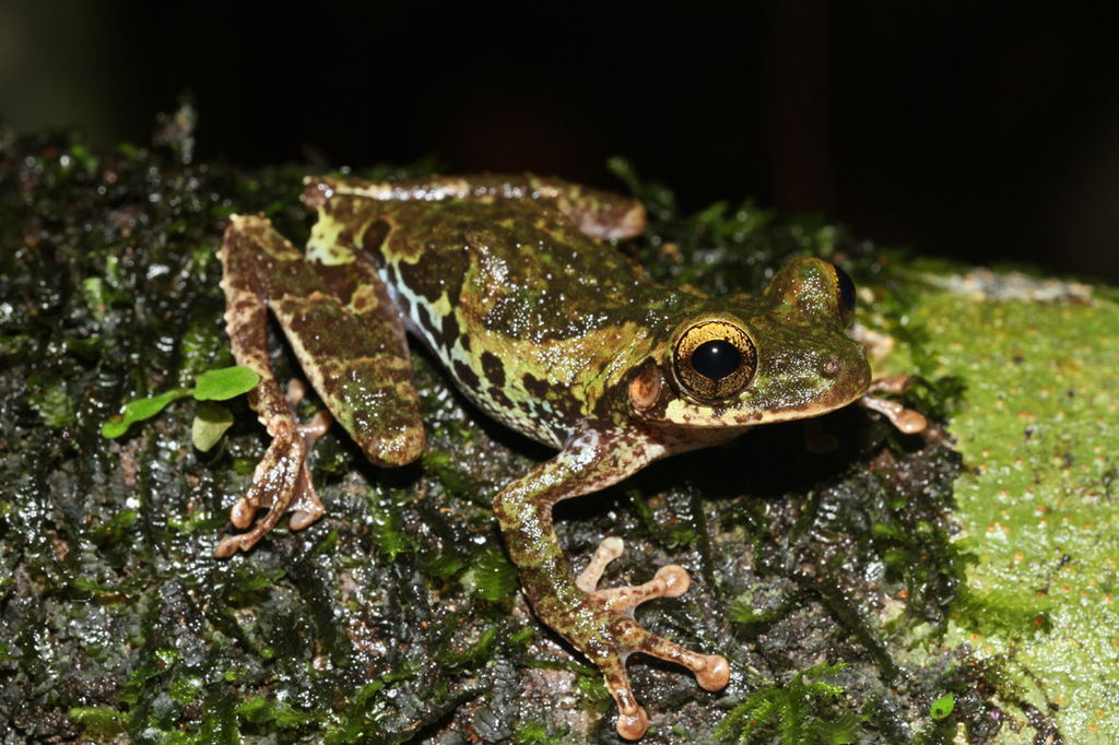 Helena's Slender-Legged Treefrog