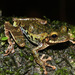 Urubamba Spiny-backed Frog - Photo (c) Vincent Rufray, some rights reserved (CC BY-NC), uploaded by Vincent Rufray
