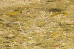Poecilia mexicana