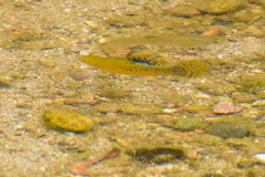 Poecilia mexicana