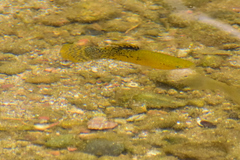 Poecilia mexicana
