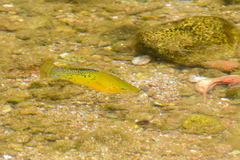 Poecilia mexicana