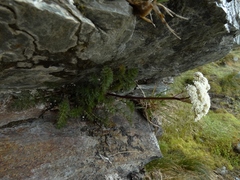 Anisotome capillifolia