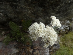 Anisotome capillifolia
