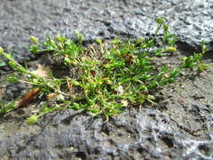 Sagina procumbens