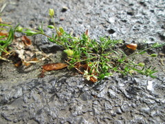 Sagina procumbens