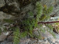 Anisotome capillifolia
