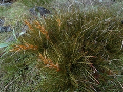 Aciphylla pinnatifida