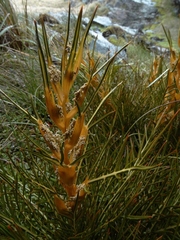 Aciphylla pinnatifida