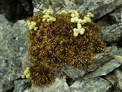 Aciphylla simplex