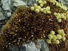 Aciphylla simplex