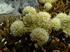 Aciphylla simplex