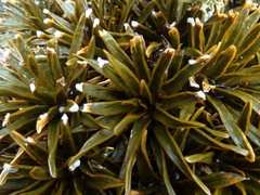 Aciphylla simplex