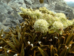 Aciphylla simplex