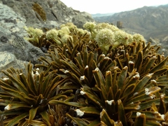 Aciphylla simplex