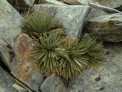 Aciphylla spedenii