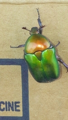 Protaetia cuprea ignicollis