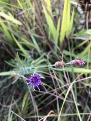 Oocephala centaureoides