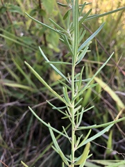 Oocephala centaureoides