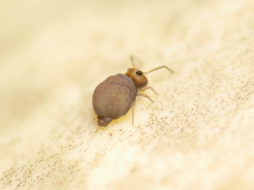 Garden Springtail, photo 3 of 10