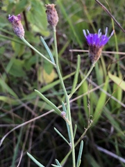 Oocephala centaureoides