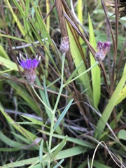 Oocephala centaureoides