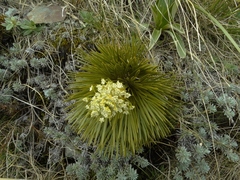 Aciphylla lecomtei