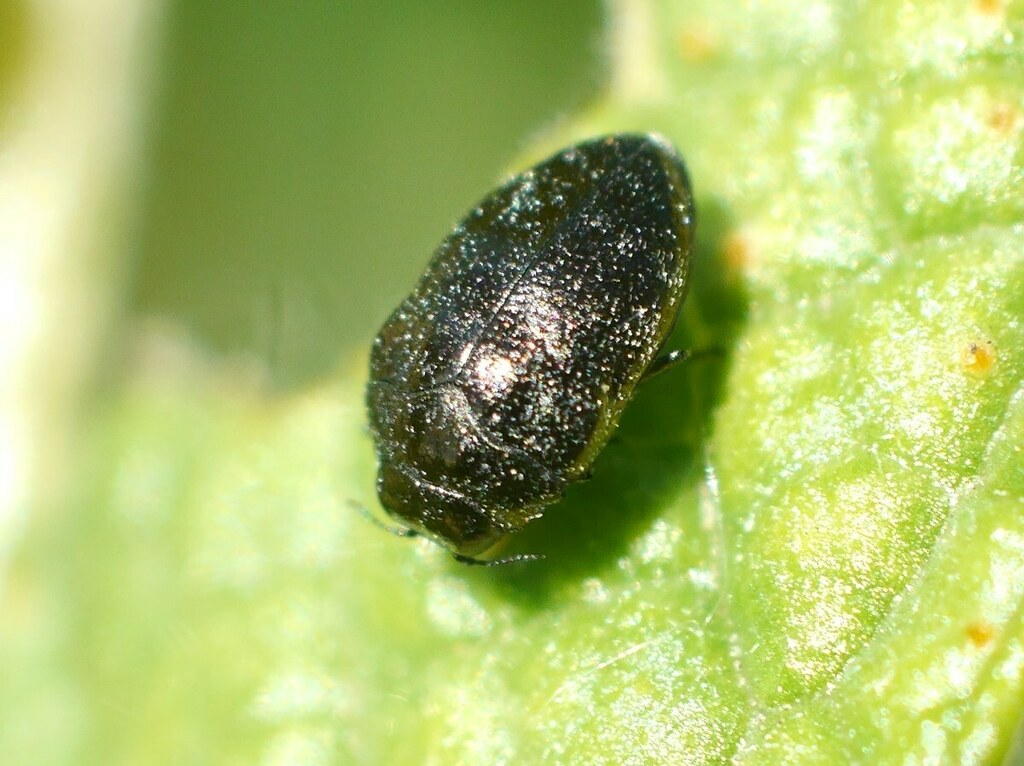 Trachys phlyctaenoides