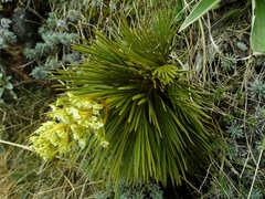 Aciphylla lecomtei