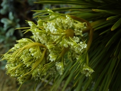 Aciphylla lecomtei