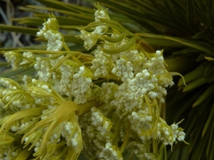 Aciphylla lecomtei