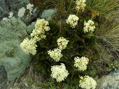 Aciphylla lecomtei