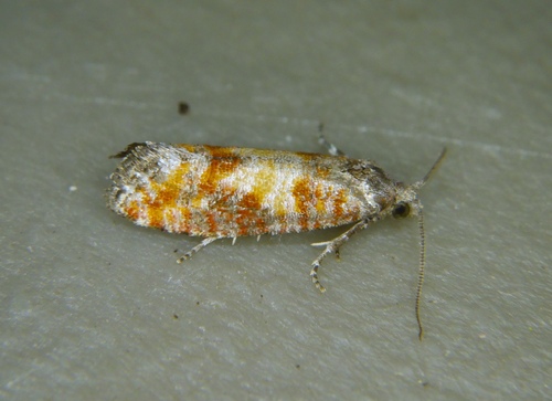Rhyacionia sonia