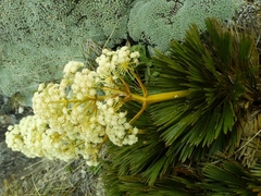 Aciphylla lecomtei