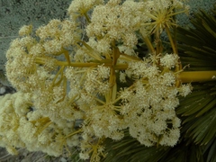 Aciphylla lecomtei