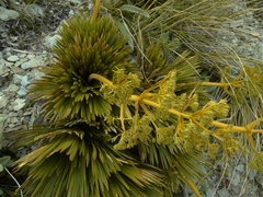 Aciphylla lecomtei