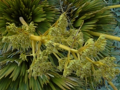 Aciphylla lecomtei