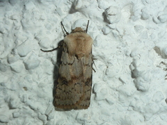 Agrotis cinerea