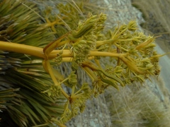 Aciphylla lecomtei
