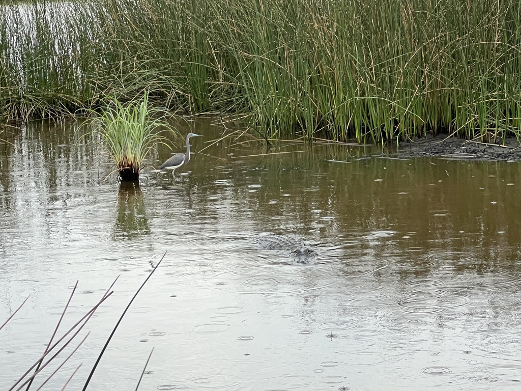 American Alligator from Brazoria National Wildlife Refuge, Freeport, TX ...