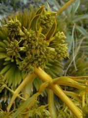 Aciphylla lecomtei