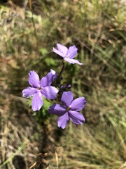Jamesbrittenia grandiflora