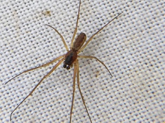 Neriene peltata