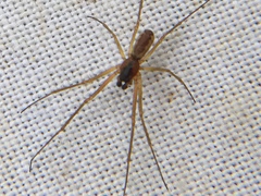 Neriene peltata