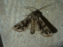 Pachetra sagittigera